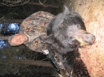 Caribou Trail Outfitters Bear hunting