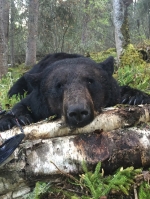 Sask Bear Hunting