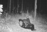 Otter Creek Outfitters Bear hunting
