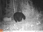 Otter Creek Outfitters Bear hunting