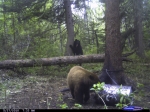 Trails End Outfitters Bear hunting